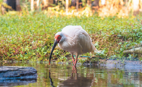 トキの森公園で水辺に佇むトキを撮影した写真